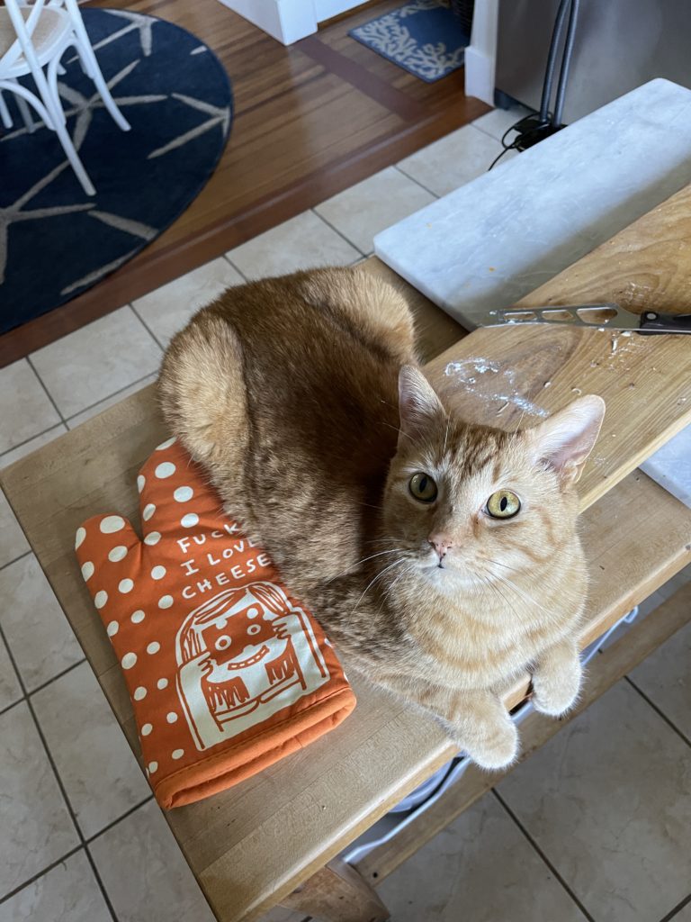 Ron my cat offering moral support in the kitchen